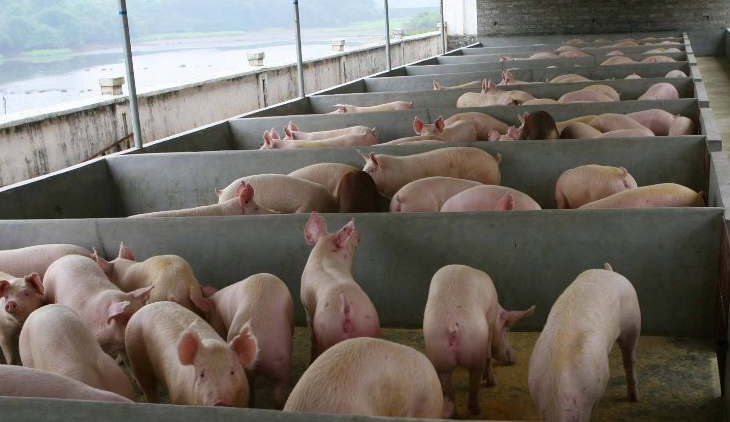 养猪场污水怎么处理比较好?-星空游戏网 养猪场污水怎么处理比较好?-星空游戏网