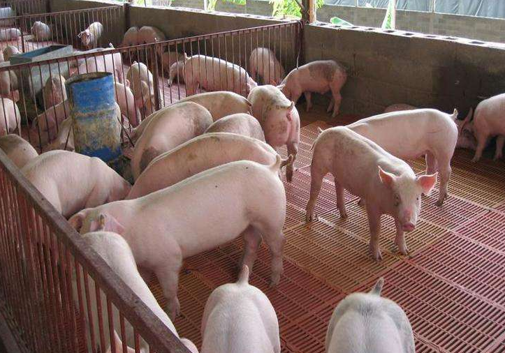 生猪养殖污水处理-养猪场废水处理案例分析-星空游戏网