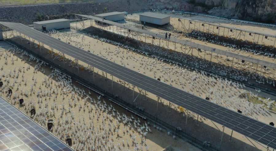 养鹅废水处理方案及工艺设备讲解 养鹅废水处理方案及工艺设备讲解