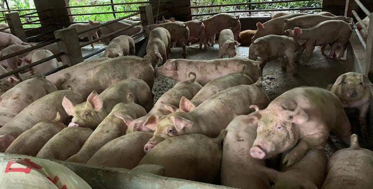 生猪宰猪场污水处理方法|工艺流程-星空游戏网-1