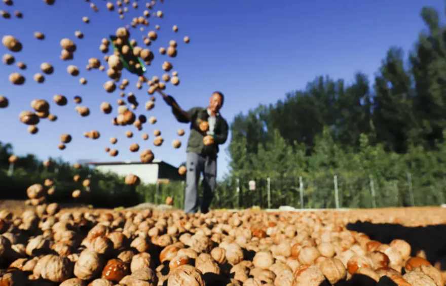 山核桃加工废水处理工艺流程|方案|排放标准-1 山核桃加工废水处理工艺流程|方案|排放标准-1