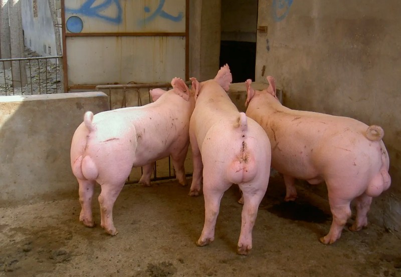 种猪养殖污水处理设备|工艺流程|排放标准 种猪养殖污水处理设备|工艺流程|排放标准